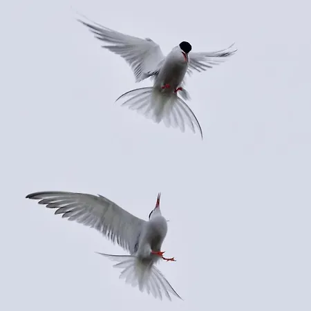 Daire Nordsee Bauernhof Familie Wulff Reußenköge