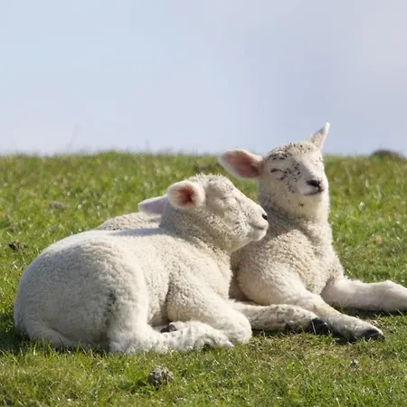 Daire Nordsee Bauernhof Familie Wulff Reußenköge
