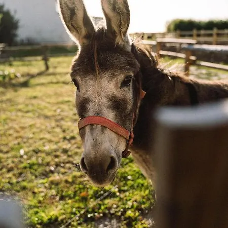 Nordsee Bauernhof Familie Wulff Reußenköge
